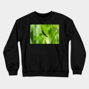 Dracula Crewneck Sweatshirt